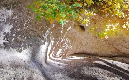 Ein Spiel aus Licht und Schatten, dass durch ein Blätterdach auf einen Stein fällt. Der Stein siet aus wie ein Gesicht mit Haaren aus Blättern